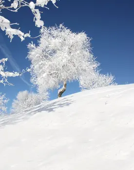 5x7ft Сняг Зимата Дърво Синьото Небе на Фона на снимки Реквизит за снимки Студиен фон